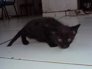 Gato ra a SRD idade Abaixo de 2 meses nome Novinhos