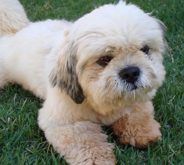 Cachorro ra a Shitzu idade  nome Encontrado