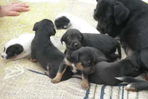 Cachorro raça SRD idade Abaixo de 2 meses nome Novinhos