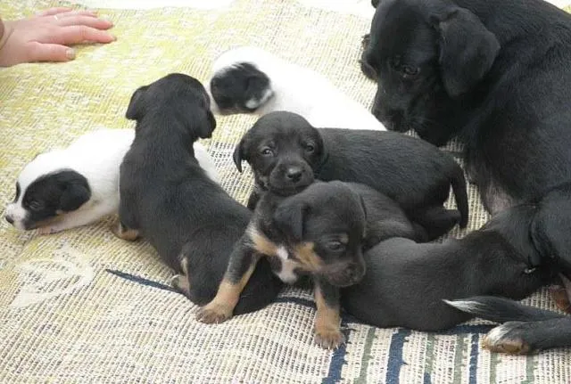 Cachorro ra a SRD idade Abaixo de 2 meses nome Novinhos