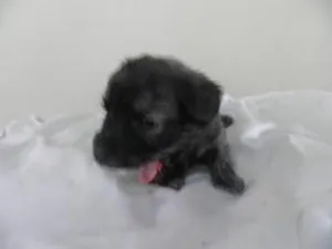 Cachorro raça srd idade Abaixo de 2 meses nome Ceci