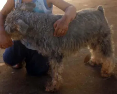 Cachorro raça Schnauzer idade  nome Procura Judy