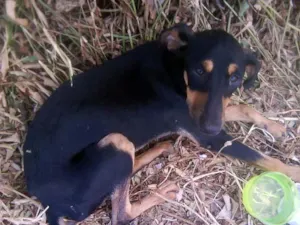 Cachorro raça SRD idade 2 a 6 meses nome Novinho