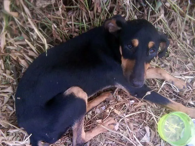 Cachorro ra a SRD idade 2 a 6 meses nome Novinho