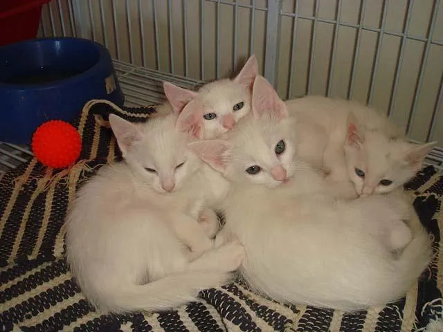 Gato ra a SRD idade 2 a 6 meses nome Branquíssimos