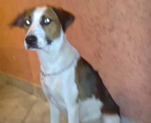 Cachorro raça SRD idade 1 ano nome Cristal