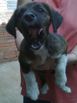 Cachorro raça SRD idade 7 a 11 meses nome Luli