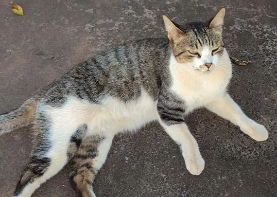 Gato ra a SRD idade 3 anos nome Maravilhosos