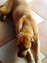 Cachorro ra a Fila Brasileiro idade 1 ano nome Com Pedigree