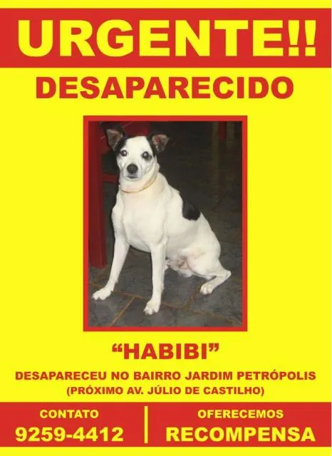 Cachorro ra a SRD idade  nome Procura RECOMPENSA