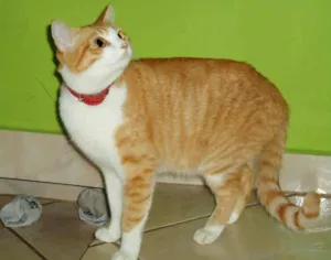 Gato raça não definida idade 1 ano nome Margarete