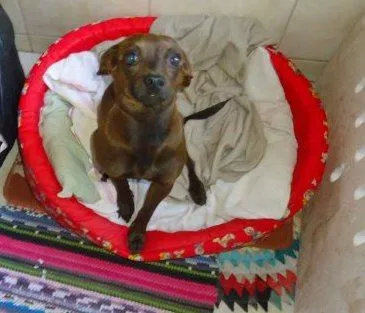 Cachorro ra a Pincher idade  nome Encontrada