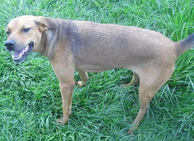 Cachorro ra a SRD idade 1 ano nome Macho e Fêmea