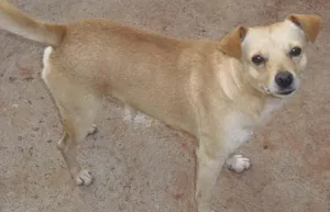 Cachorro raça SRD idade 1 ano nome Macho e Fêmea