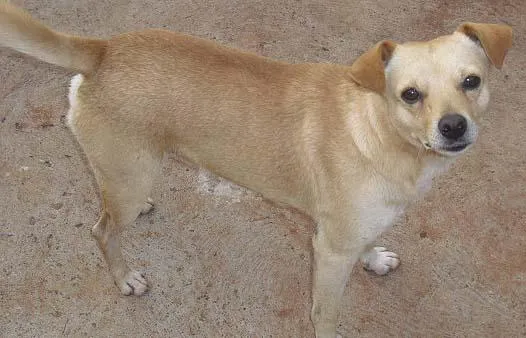 Cachorro ra a SRD idade 1 ano nome Macho e Fêmea