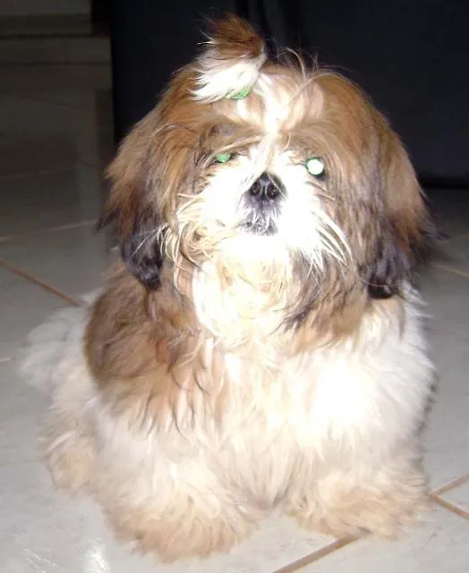 Cachorro ra a Shitzu idade  nome Encontrado