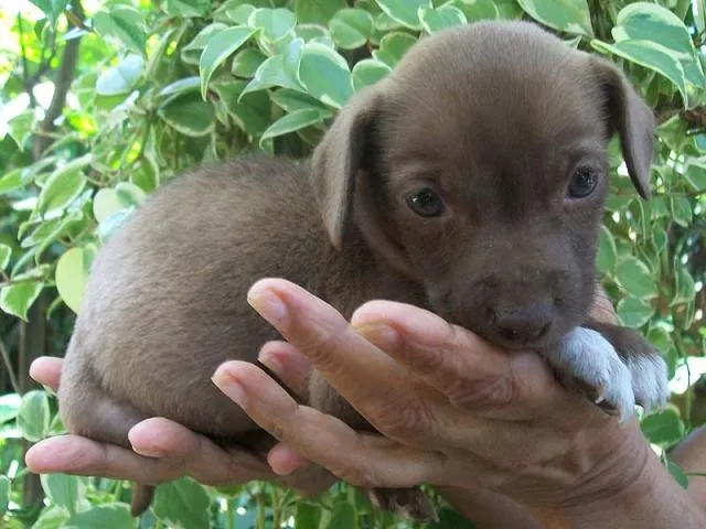 Cachorro ra a SRD idade 2 a 6 meses nome Amigos Fiéis