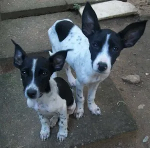 Cachorro raça SRD idade 2 a 6 meses nome Amigos Fiéis