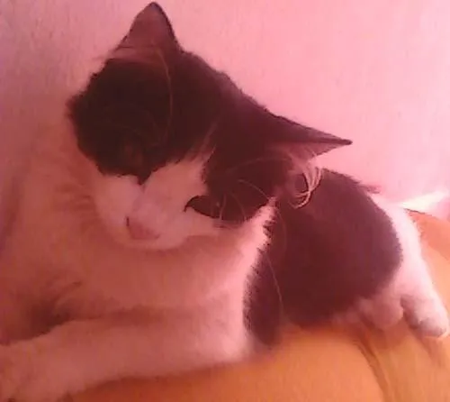 Gato ra a SRD idade 7 a 11 meses nome Miti