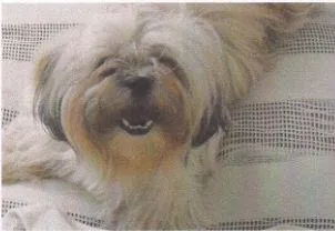 Cachorro ra a Lhasa-Apso idade  nome Procura RECOMPENSA