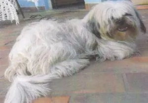 Cachorro raça Lhasa-Apso idade  nome Procura RECOMPENSA