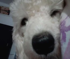 Cachorro raça Poodle idade 1 ano nome Joshua