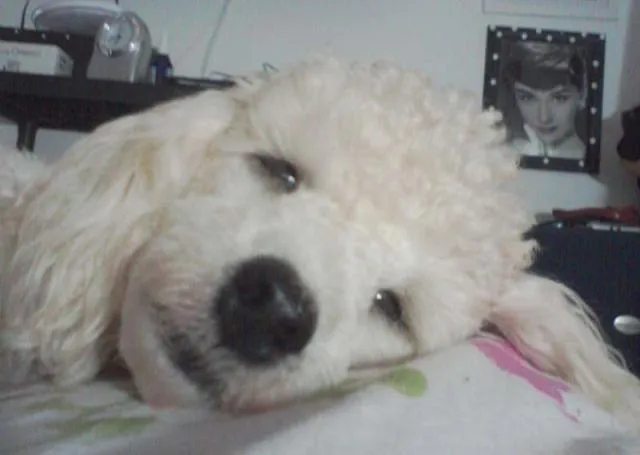 Cachorro ra a Poodle idade 1 ano nome Joshua