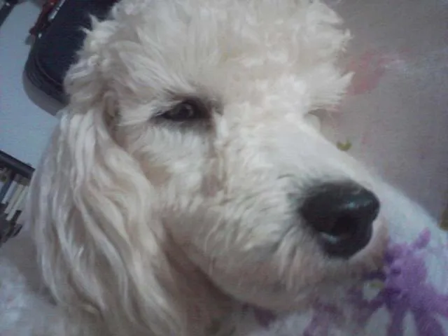 Cachorro ra a Poodle idade 1 ano nome Joshua