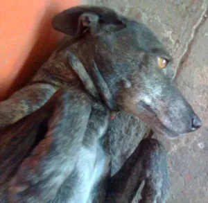 Cachorro raça SRD idade 1 ano nome URGENTE !