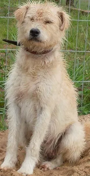 Cachorro raça SRD idade  nome AJUDA