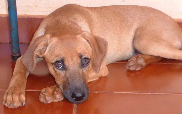 Cachorro ra a SRD idade 2 a 6 meses nome Meigo