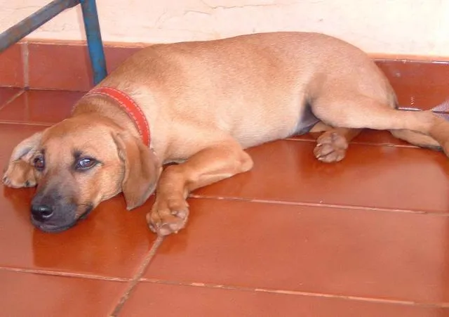 Cachorro ra a SRD idade 2 a 6 meses nome Meigo