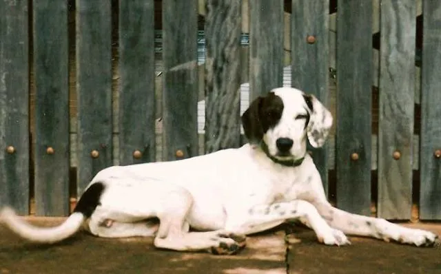 Cachorro ra a Div idade 2 anos nome Procura 2