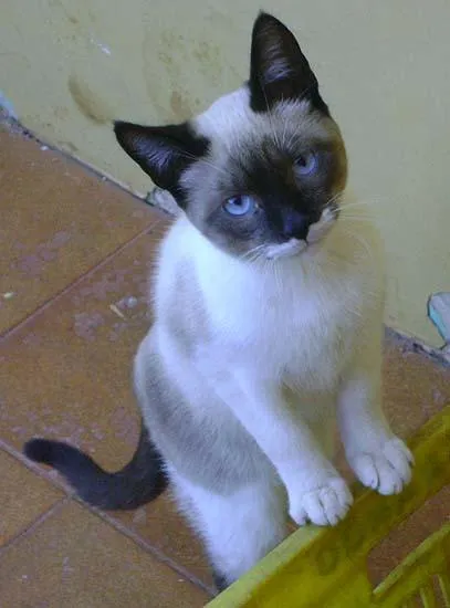 Gato ra a SRD idade 7 a 11 meses nome GATOS