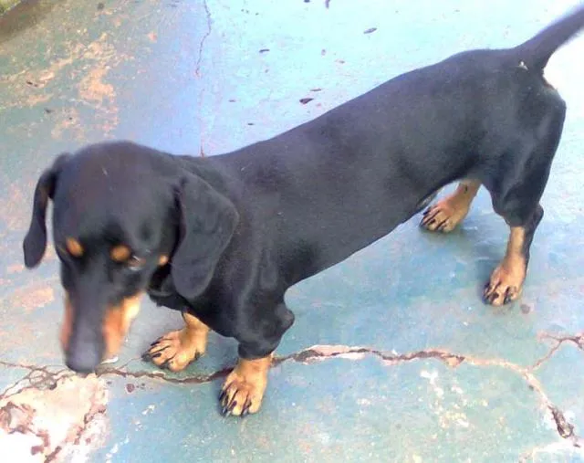 Cachorro ra a Daschund idade 2 anos nome Encontrado