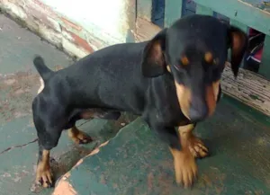 Cachorro raça Daschund idade 2 anos nome Encontrado