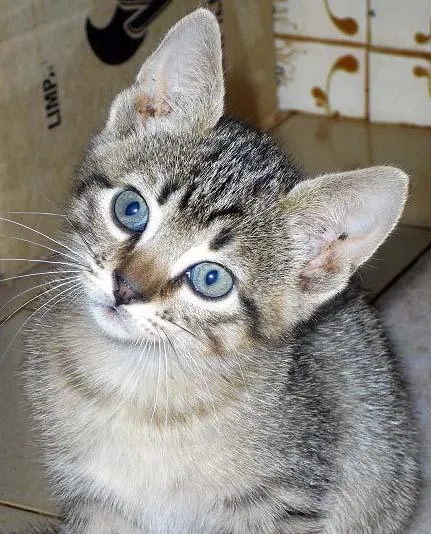 Gato ra a SRD idade Abaixo de 2 meses nome LINDOS 2