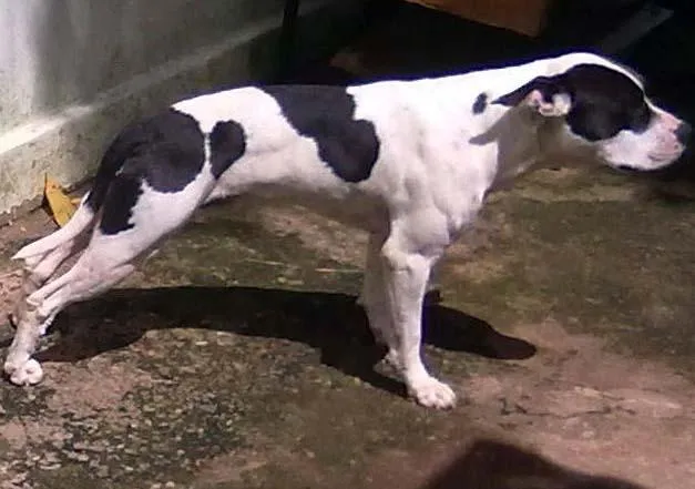 Cachorro ra a PitBull idade 3 anos nome Dócil GUARDA