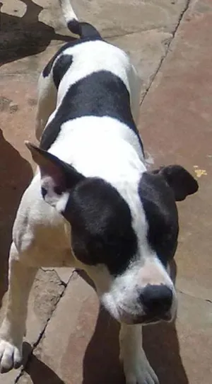 Cachorro raça PitBull idade 3 anos nome Dócil GUARDA