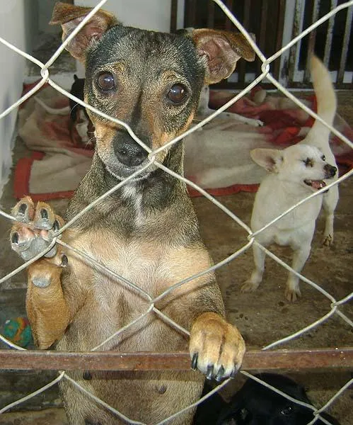 Cachorro ra a SRD idade 2 anos nome Para Adultos