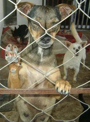 Cachorro raça SRD idade 2 anos nome Para Adultos