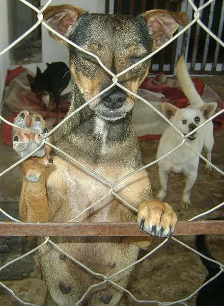 Cachorro ra a SRD idade 2 anos nome Para Adultos