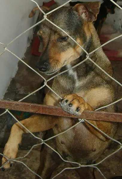 Cachorro ra a SRD idade 2 anos nome Para Adultos