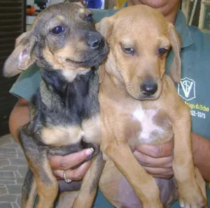 Cachorro raça SRD idade 2 a 6 meses nome Vários FILHOTES