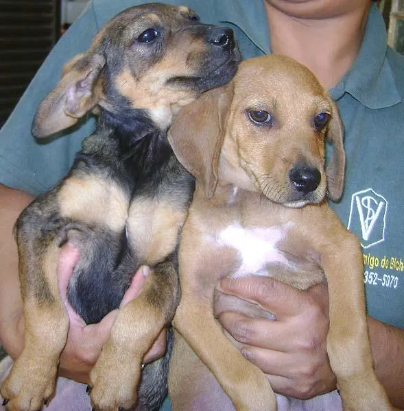 Cachorro ra a SRD idade 2 a 6 meses nome Vários FILHOTES