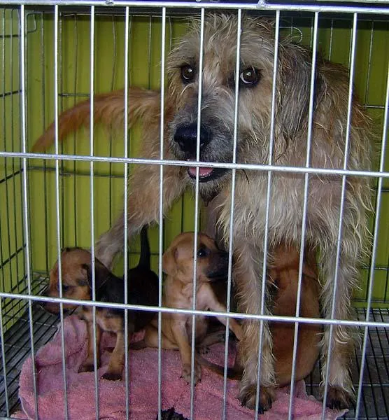 Cachorro ra a SRD idade 2 a 6 meses nome Vários FILHOTES