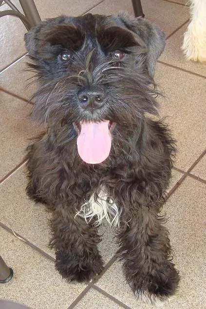 Cachorro ra a Schnauzer idade 2 a 6 meses nome Procura TORA