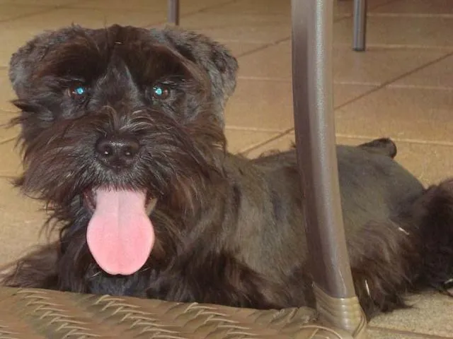 Cachorro ra a Schnauzer idade 2 a 6 meses nome Procura TORA