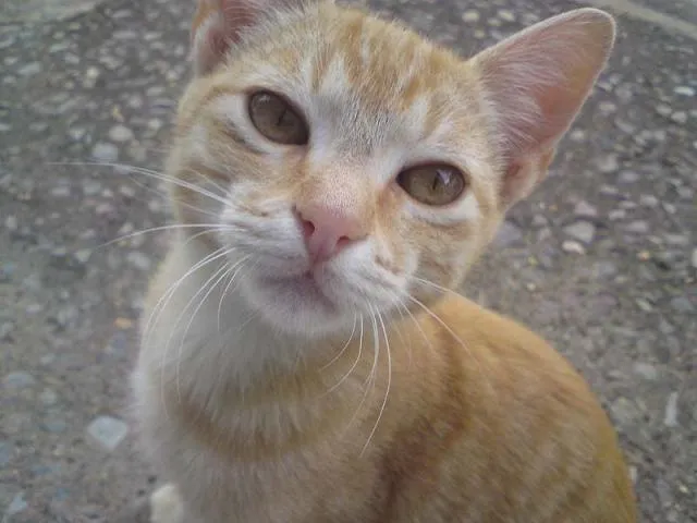 Gato ra a SRD idade 2 a 6 meses nome Novinhos e Mãe