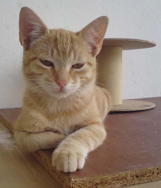 Gato ra a SRD idade 2 a 6 meses nome Novinhos e Mãe